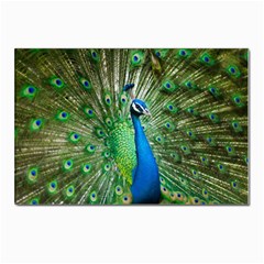 Peafowl Peacock Postcards 5  X 7  (pkg Of 10) by Sarkoni