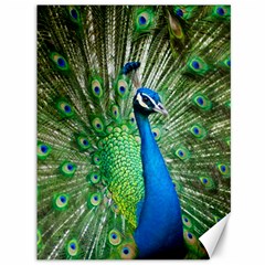 Peafowl Peacock Canvas 36  X 48  by Sarkoni