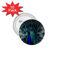 Blue And Green Peacock 1 75  Buttons (10 Pack)