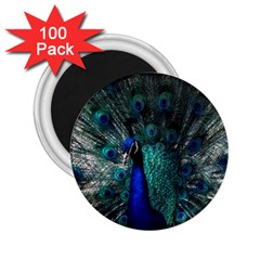 Blue And Green Peacock 2 25  Magnets (100 Pack) 