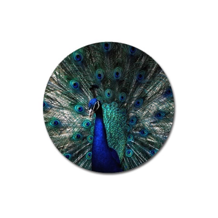 Blue And Green Peacock Magnet 3  (Round)