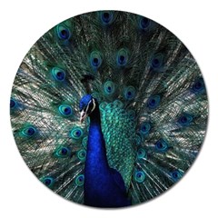 Blue And Green Peacock Magnet 5  (round) by Sarkoni