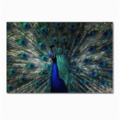 Blue And Green Peacock Postcards 5  X 7  (pkg Of 10) by Sarkoni