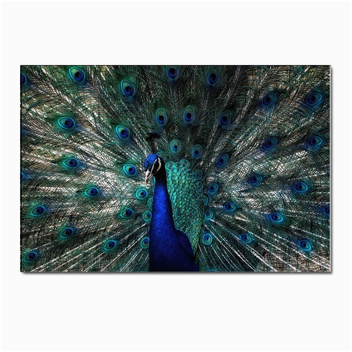 Blue And Green Peacock Postcards 5  x 7  (Pkg of 10)