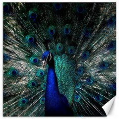 Blue And Green Peacock Canvas 12  X 12  by Sarkoni