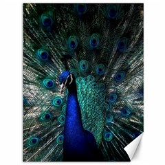 Blue And Green Peacock Canvas 36  X 48  by Sarkoni