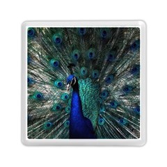 Blue And Green Peacock Memory Card Reader (square) by Sarkoni