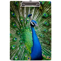 Peafowl Peacock A4 Acrylic Clipboard by Sarkoni