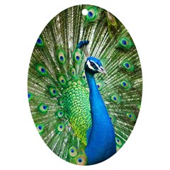 Peafowl Peacock Uv Print Acrylic Ornament Oval by Sarkoni