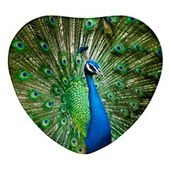 Peafowl Peacock Heart Glass Fridge Magnet (4 Pack) by Sarkoni