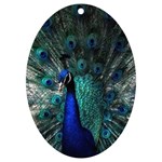 Blue And Green Peacock UV Print Acrylic Ornament Oval Front