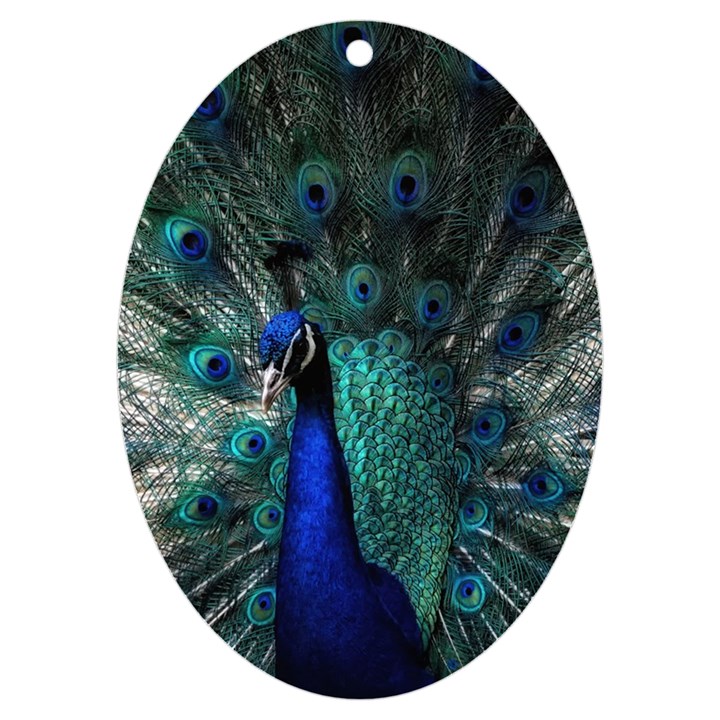 Blue And Green Peacock UV Print Acrylic Ornament Oval