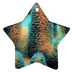 Photo Coral Great Scleractinia Ornament (star)