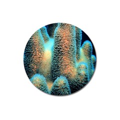 Photo Coral Great Scleractinia Magnet 3  (round) by Pakjumat