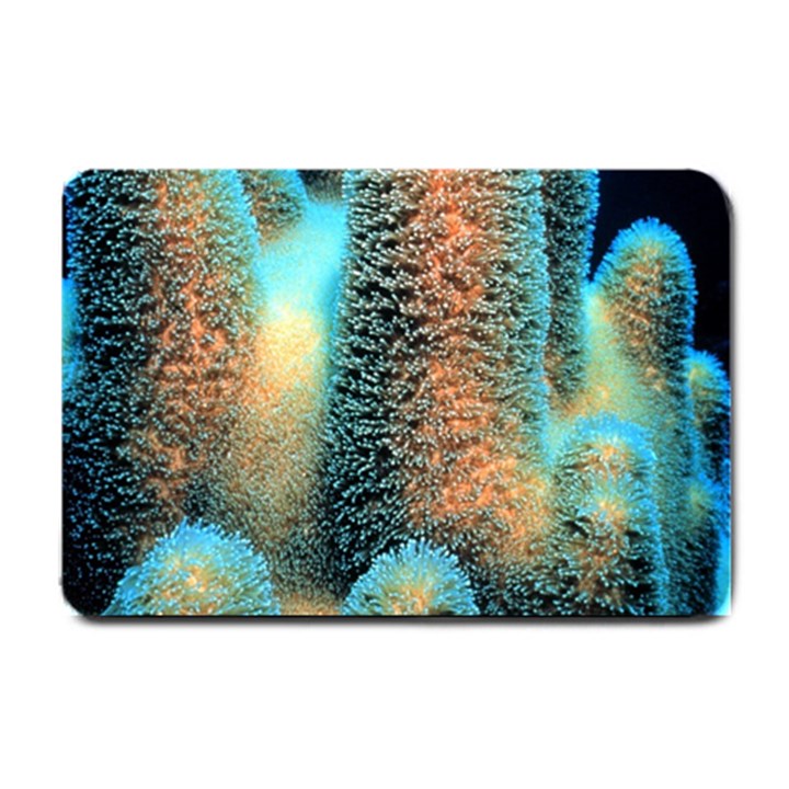 Photo Coral Great Scleractinia Small Doormat