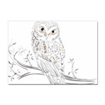 Owl Bird Wildlife Bird Of Prey Sticker A4 (100 pack) Front