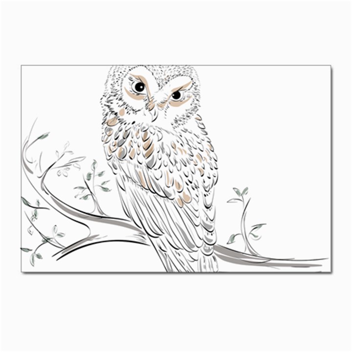 Owl Bird Wildlife Bird Of Prey Postcards 5  x 7  (Pkg of 10)