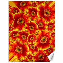 Gerbera Flowers Blossom Bloom Canvas 36  X 48  by Amaryn4rt