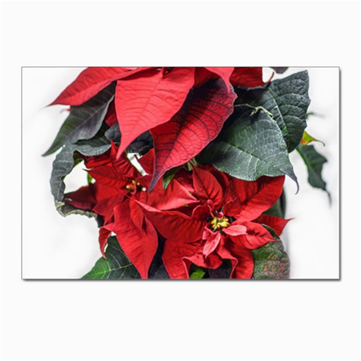 Star Of Bethlehem Star Red Postcard 4 x 6  (Pkg of 10)