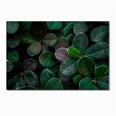 Dark Nature , Nature, Edeg Postcard 4 x 6  (pkg Of 10) by nateshop