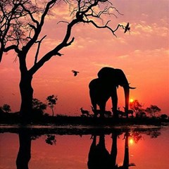 Elephant Landscape Tree Africa Sunset Safari Wild Play Mat (square) by Jatiart