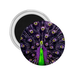 Peacock Bird Color 2 25  Magnets by Cendanart