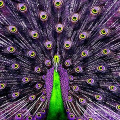 Peacock Bird Color Play Mat (square) by Cendanart