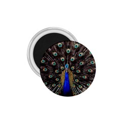 Peacock 1 75  Magnets by Ket1n9