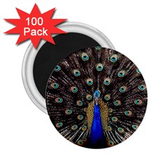 Peacock 2 25  Magnets (100 Pack)  by Ket1n9