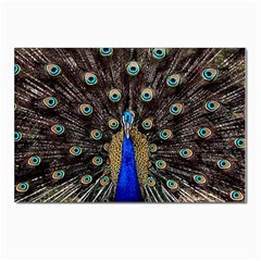 Peacock Postcards 5  X 7  (pkg Of 10) by Ket1n9