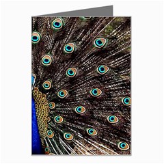 Peacock Greeting Card by Ket1n9