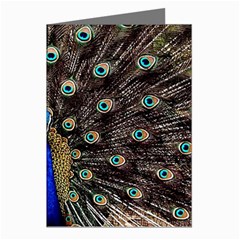 Peacock Greeting Cards (pkg Of 8) by Ket1n9