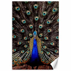 Peacock Canvas 12  X 18  by Ket1n9