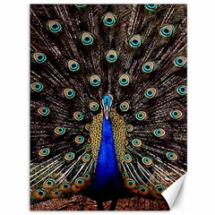 Peacock Canvas 36  X 48  by Ket1n9