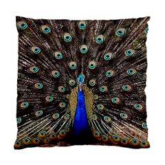 Peacock Standard Cushion Case (two Sides) by Ket1n9