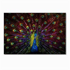 Beautiful Peacock Feather Postcards 5  X 7  (pkg Of 10) by Ket1n9