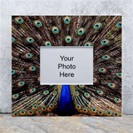 Peacock White Wall Photo Frame 5  x 7  Front