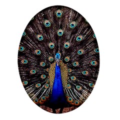 Peacock Oval Glass Fridge Magnet (4 Pack) by Ket1n9