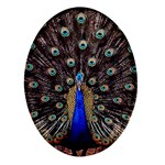 Peacock Oval Glass Fridge Magnet (4 pack) Front