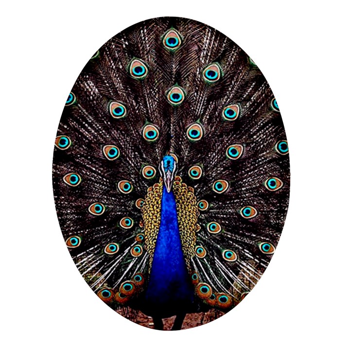 Peacock Oval Glass Fridge Magnet (4 pack)