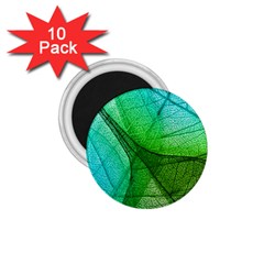 Sunlight Filtering Through Transparent Leaves Green Blue 1 75  Magnets (10 Pack) 