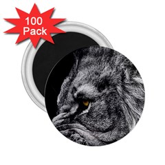 Angry Male Lion Roar Wild Animal 2 25  Magnets (100 Pack)  by Cendanart