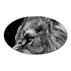 Angry Male Lion Roar Wild Animal Oval Magnet by Cendanart