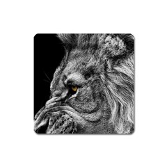 Angry Male Lion Roar Wild Animal Square Magnet