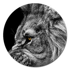 Angry Male Lion Roar Wild Animal Magnet 5  (round) by Cendanart