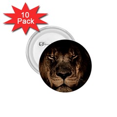 African Lion Mane Close Eyes 1 75  Buttons (10 Pack) by Ket1n9