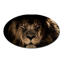 African Lion Mane Close Eyes Oval Magnet by Ket1n9