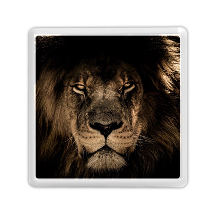 African Lion Mane Close Eyes Memory Card Reader (Square)