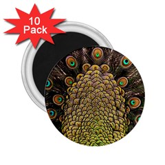 Peacock Feathers Wheel Plumage 2 25  Magnets (10 Pack)  by Ket1n9