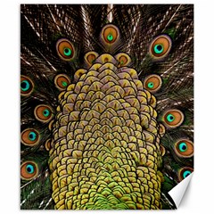 Peacock Feathers Wheel Plumage Canvas 8  X 10 